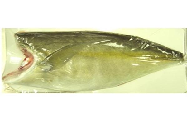 Fresh Shima aji Fillet